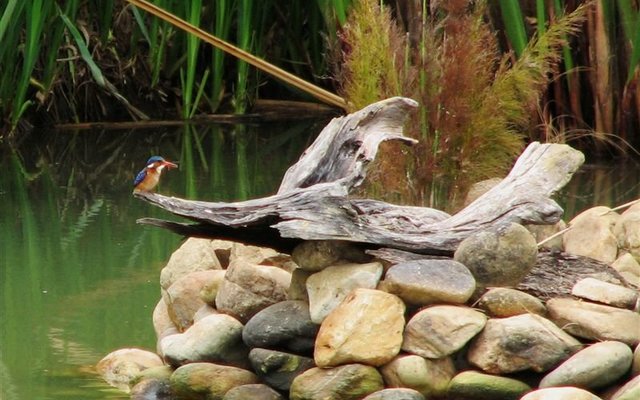 Bird Watching in Stanford